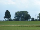 Sträucher und Bäume entlang des Rheins (a)